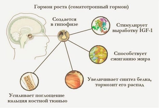 Гормон роста купить в Москве, Ростове, Питер